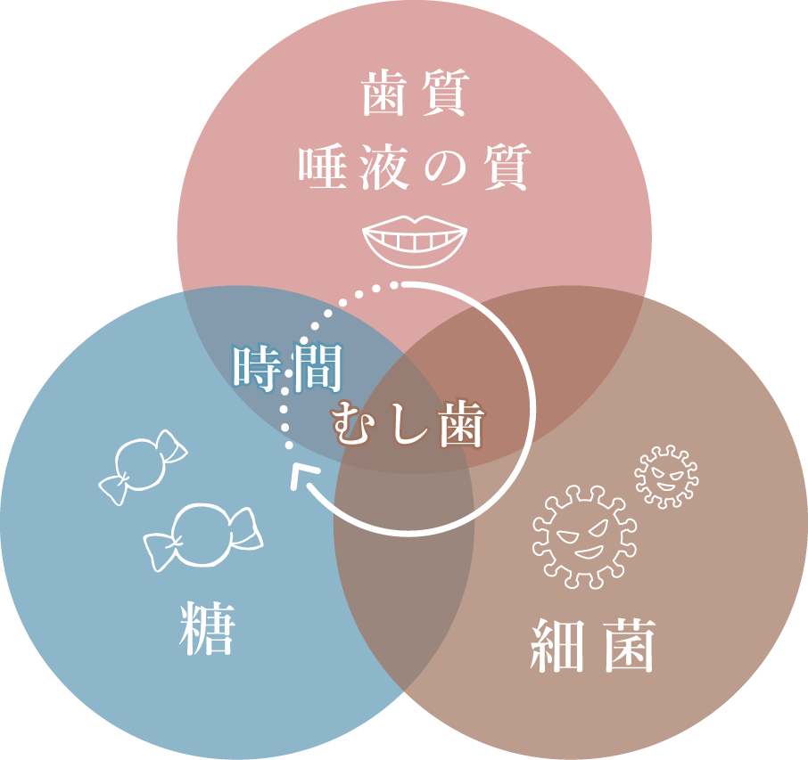 歯質、唾液の質と細菌、糖それぞれと時間が関連し合いむし歯ができてしまう