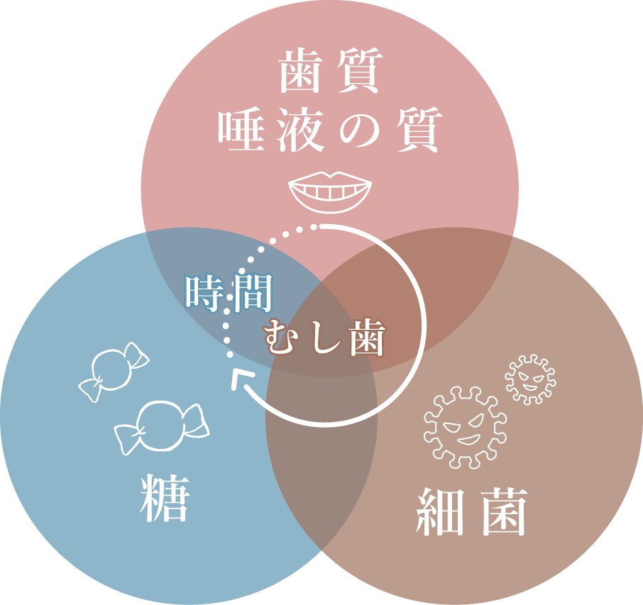 歯質、唾液の質と細菌、糖それぞれと時間が関連し合いむし歯ができてしまう